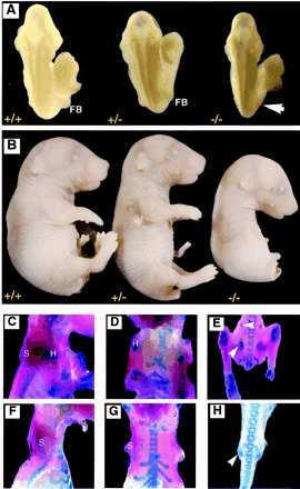 File:Mice model and limb development.gif