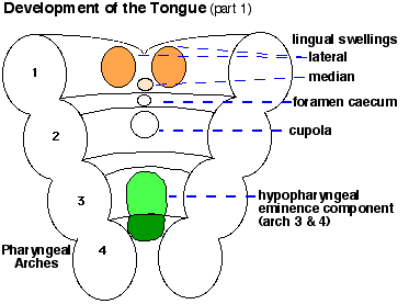 File:Tongue cartoon1.gif