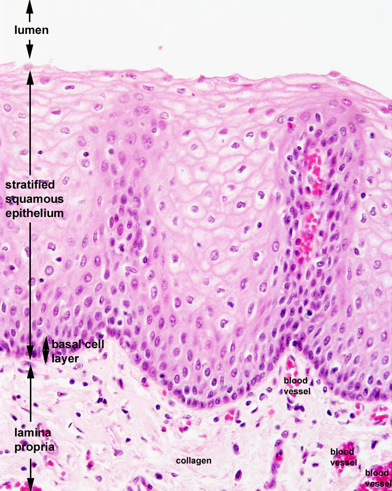 File:Oesophagus histology 03.jpg - Embryology