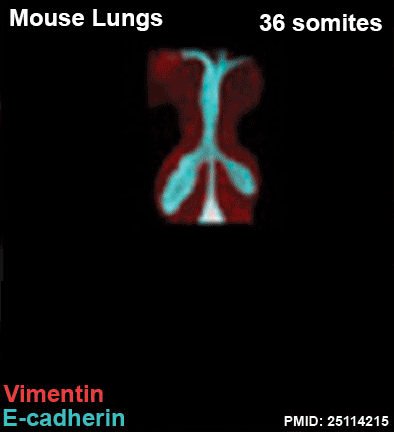 File:Mouse respiratory 36 to 60 somites.gif