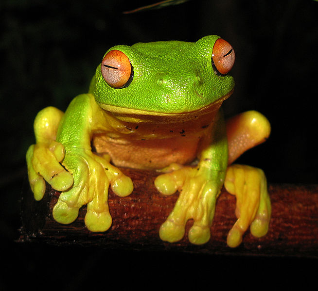 File:Mature develop frog.jpg