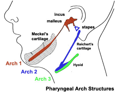 File:Pharyngeal arch cartilages.jpg