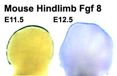 File:Mouse- hindlimb Fgf8 expression.jpg