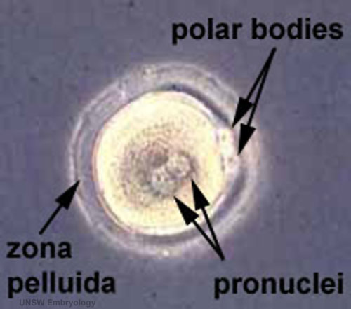 Early zygote labelled