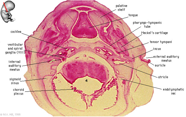 File:Embryo stage 22 B5L.jpg