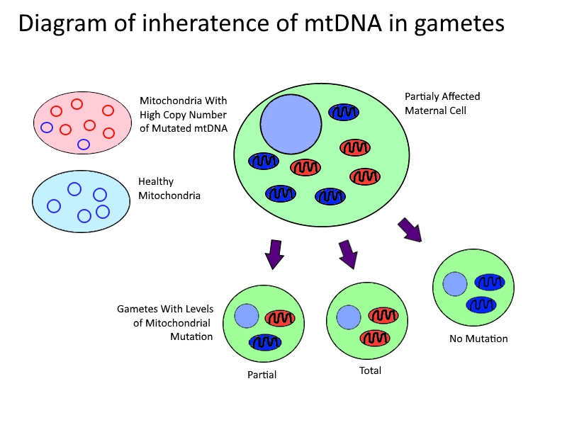 File:Mitochondrial DNA Inheritance.jpg