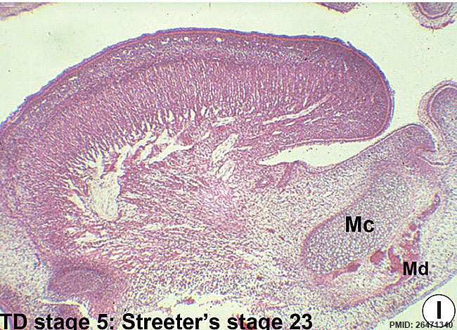 File:Human embryonic tongue 11.jpg