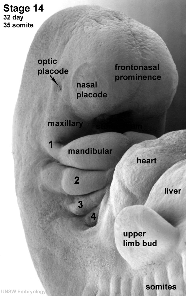 Human Embryo Pharyngeal arches (week 50