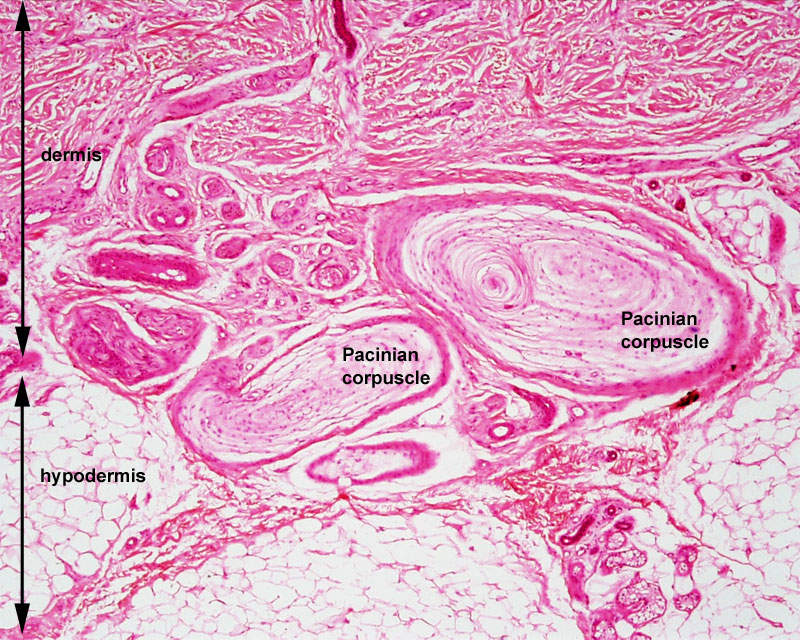 Pacinian corpuscle image