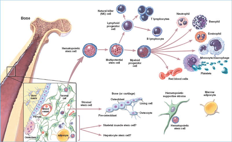 Stromal Cells In Bone Marrow