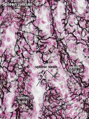 Reticular Fibre