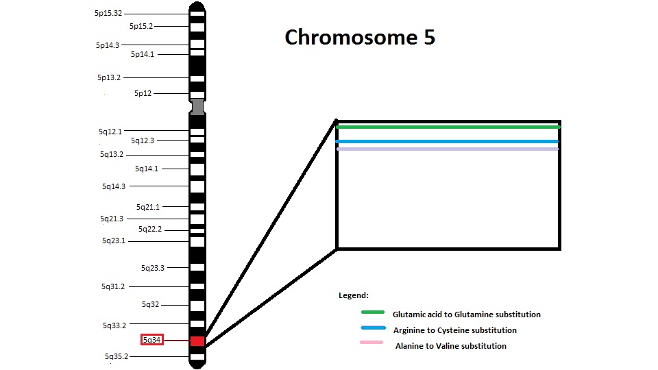 Мужская хромосома 5. 5 Хромосома. 5-Я хромосома человека. Пятая хромосома. Пятая хромосома человека.