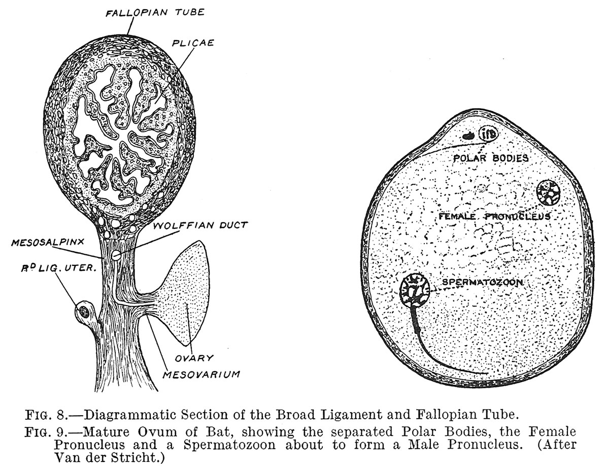 File:Keith1921 fig009.jpg - Embryology