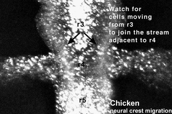 File:Chicken-neural-crest-migration-04.jpg