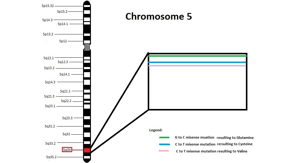 Chromosome 5 - NKX2-5 Gene.jpg