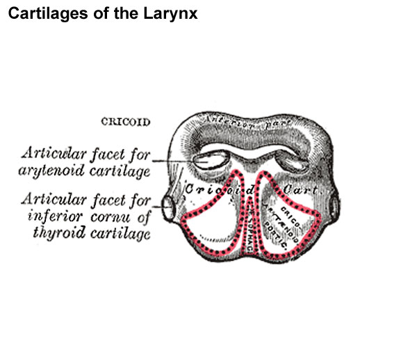 File:Gray0950 cricoid cartilage.jpg