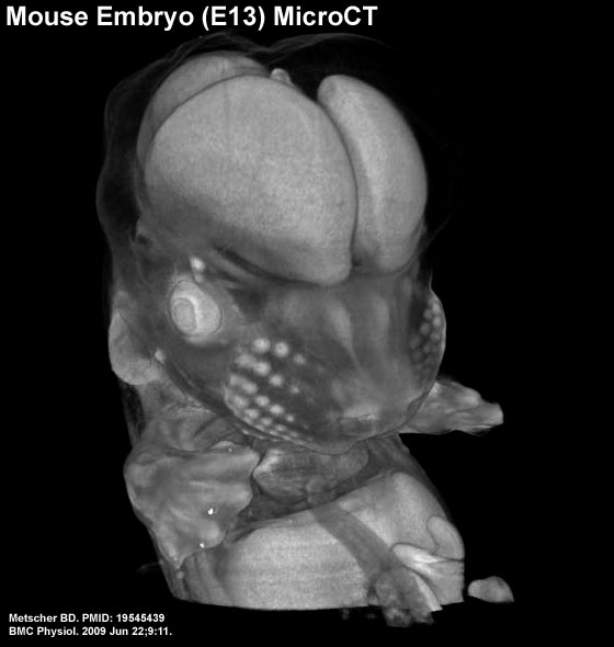 File:Mouse embryo E13 microCT icon.jpg