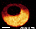 File:Xenopus-MRI-02-icon.jpg