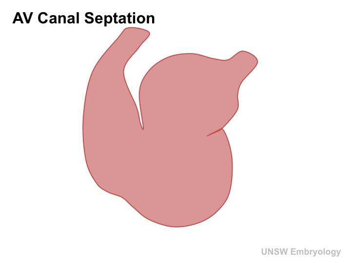 File:Heart septation 001 icon.jpg