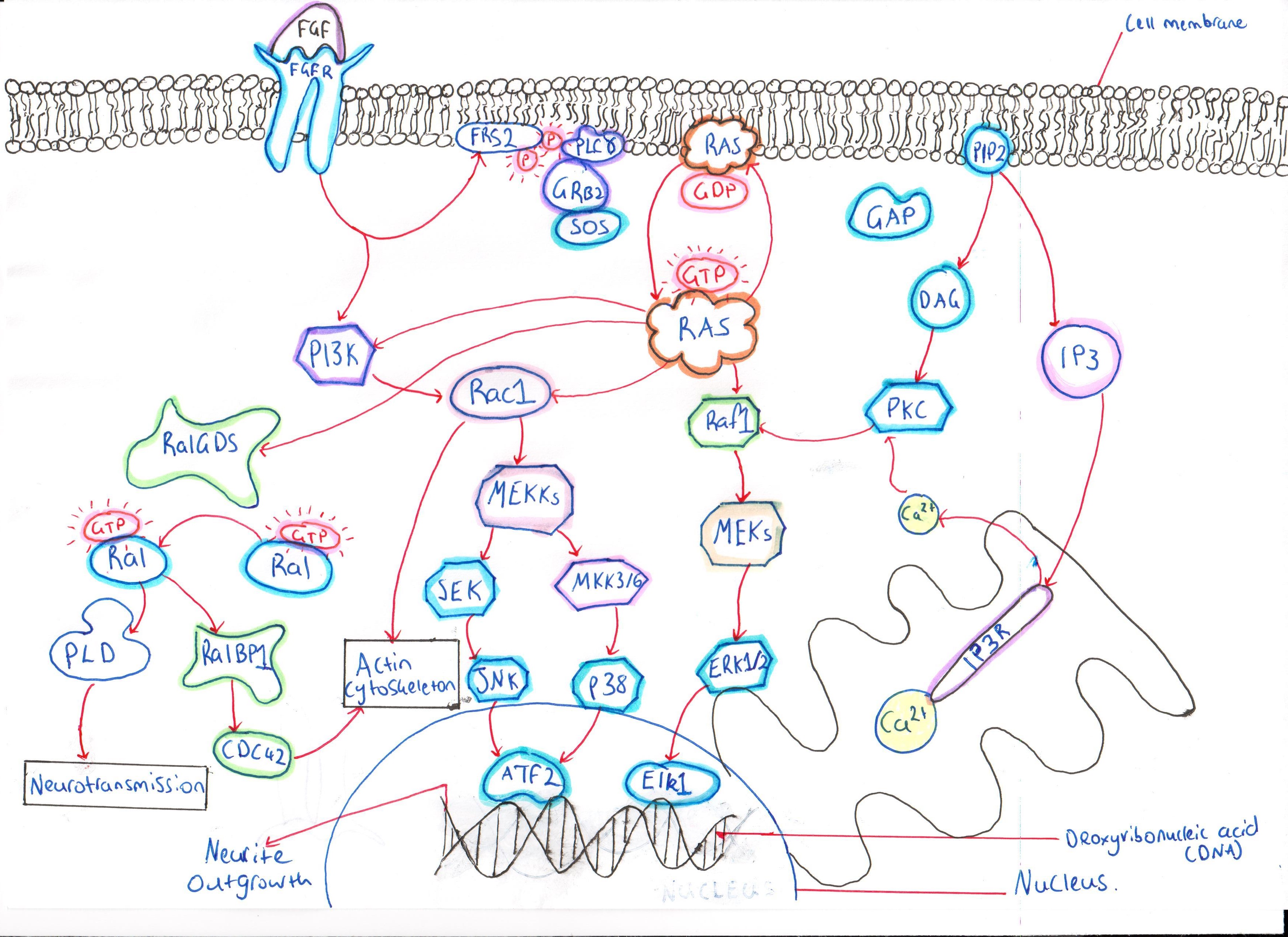 FGF signalling pathway.jpg