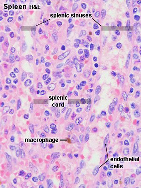 File:Spleen histology 03.jpg - Embryology