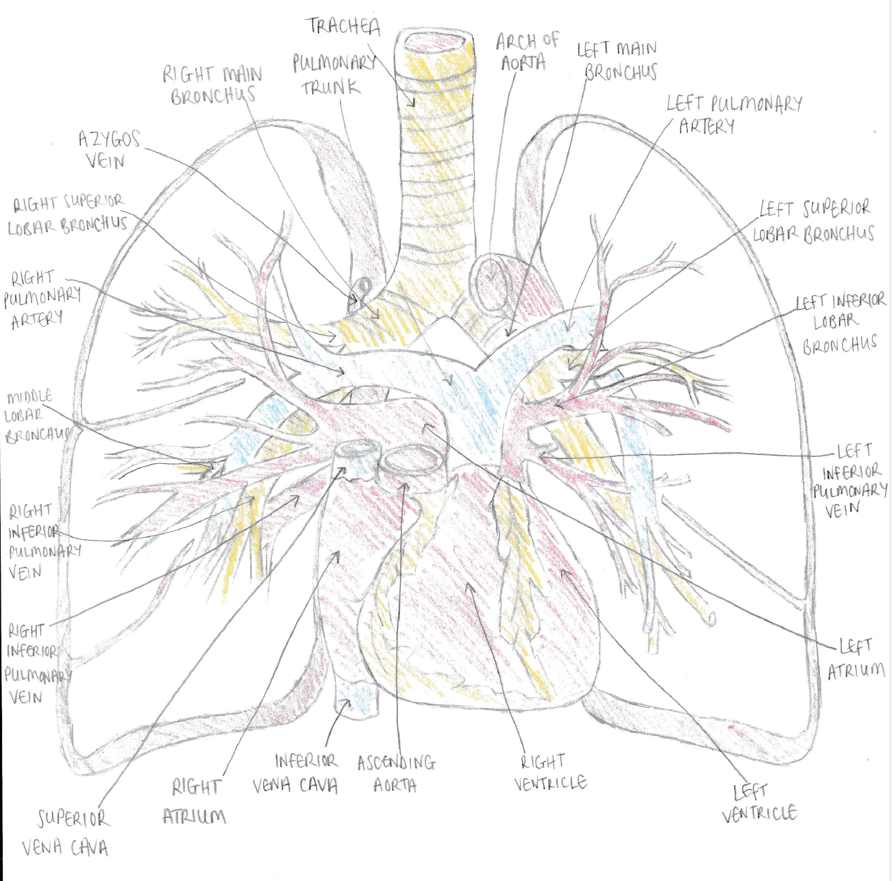 Lung vasculature.png
