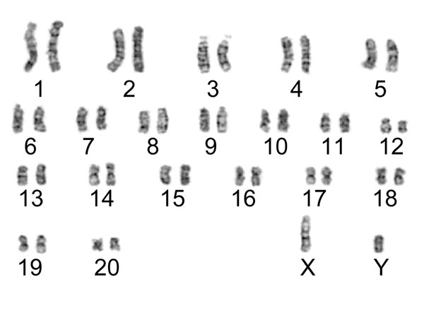 File:Rat karyotype.jpg
