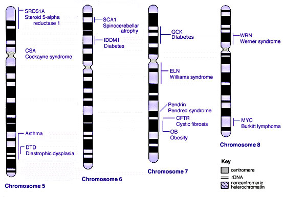 Human genetics chromosomes 5-8.jpg