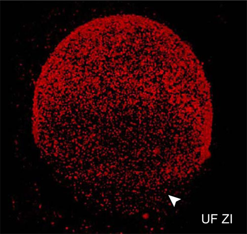 File:Mouse oocyte cortical granules 01.jpg