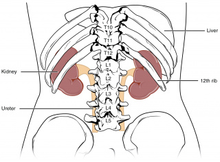 Kidney Position.jpeg