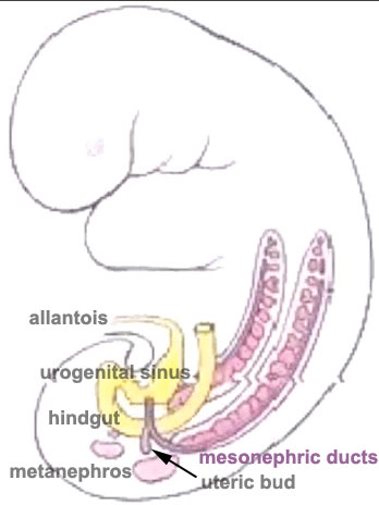 Urogenital sinus 003.jpg