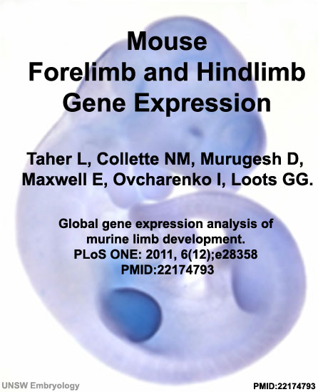 File:Mouse limb gene expression icon.jpg