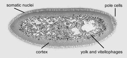 File:Drosophila stage 5.jpg