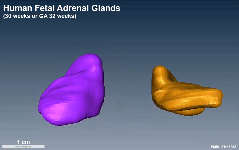 File:Human fetal adrenal GA32.jpg