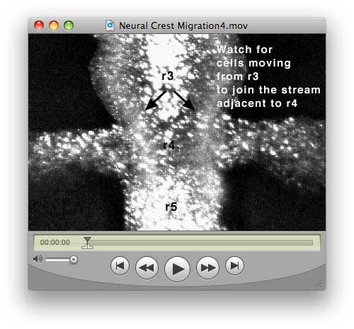 File:Neural-crest-migration3.jpg