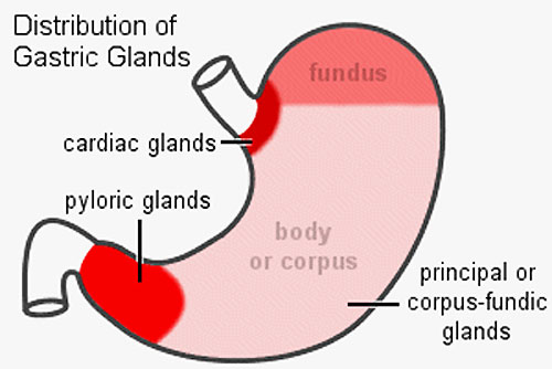 File:Stomach gastric gland distribution.jpg