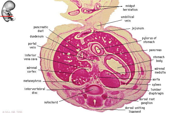 File:Embryo stage 22 F1L.jpg