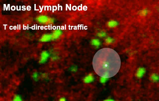 File:Mouse adult lymph node 05.jpg