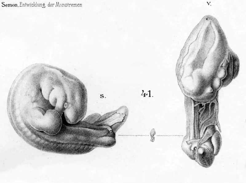 File:Echidna historic embryology 41.jpg