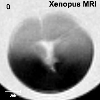 File:Xenopus MRI 03.jpg