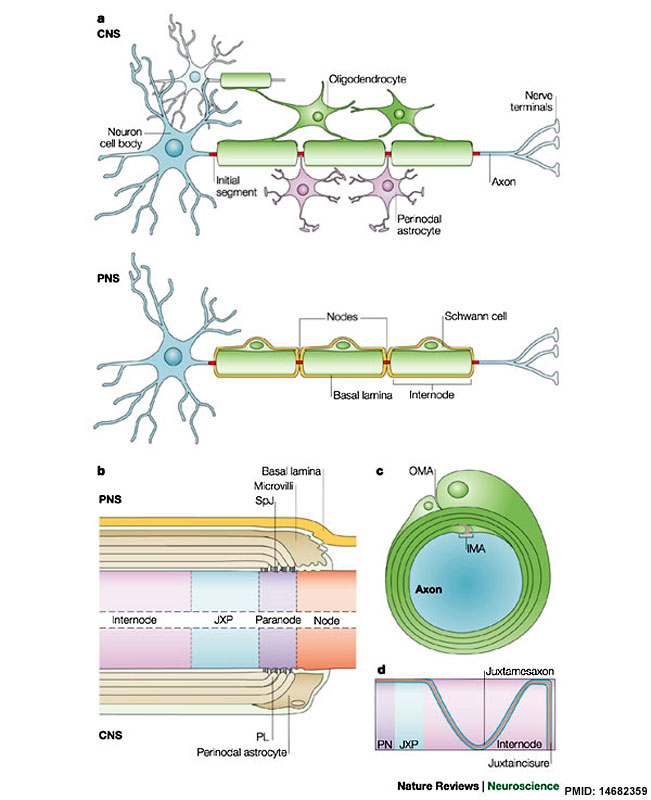 Structure of myelinated axons