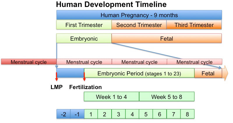 Human development timeline graph 02.jpg