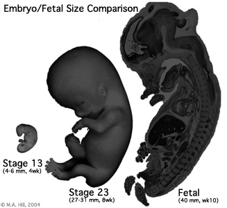 File:Size comparison embryo-fetus.jpg