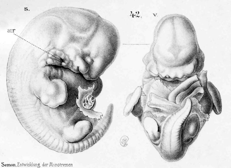 File:Echidna historic embryology 42.jpg
