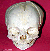 File:Skull anterior.gif