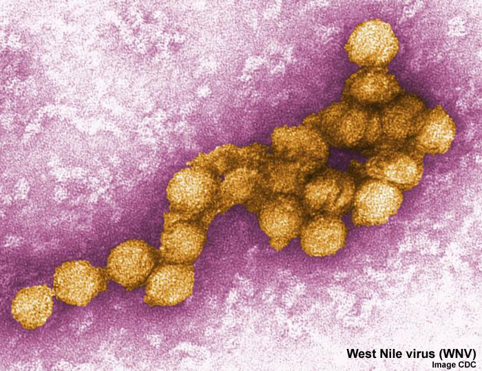 File:West Nile virus EM01.jpg