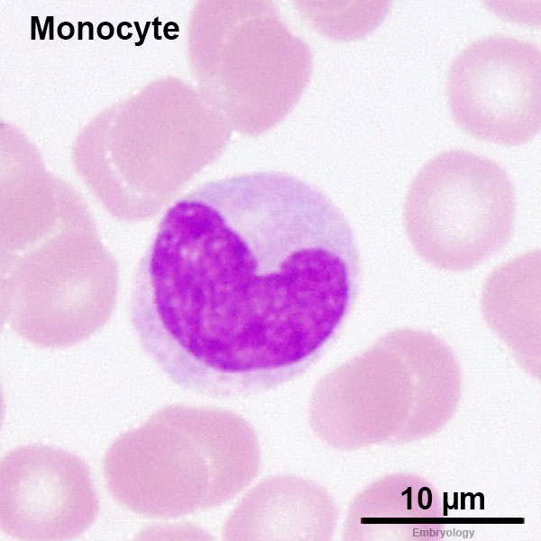 File:Monocyte 02.jpg