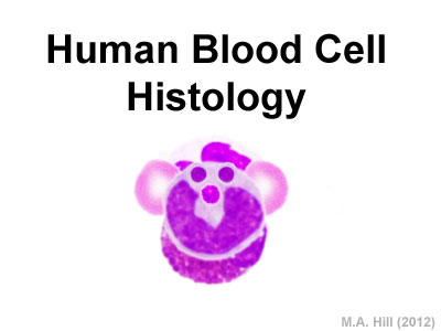 File:Blood cells icon 01.jpg