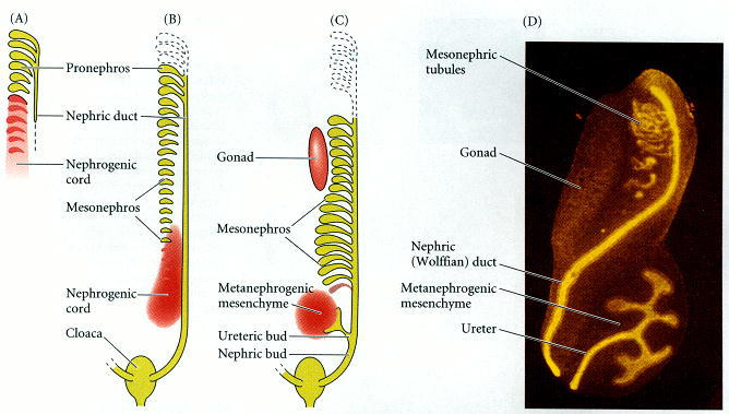 Kidney development in vertebrates - nephrogenesis.jpg