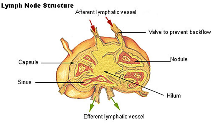 File:Lymph node structure.jpg